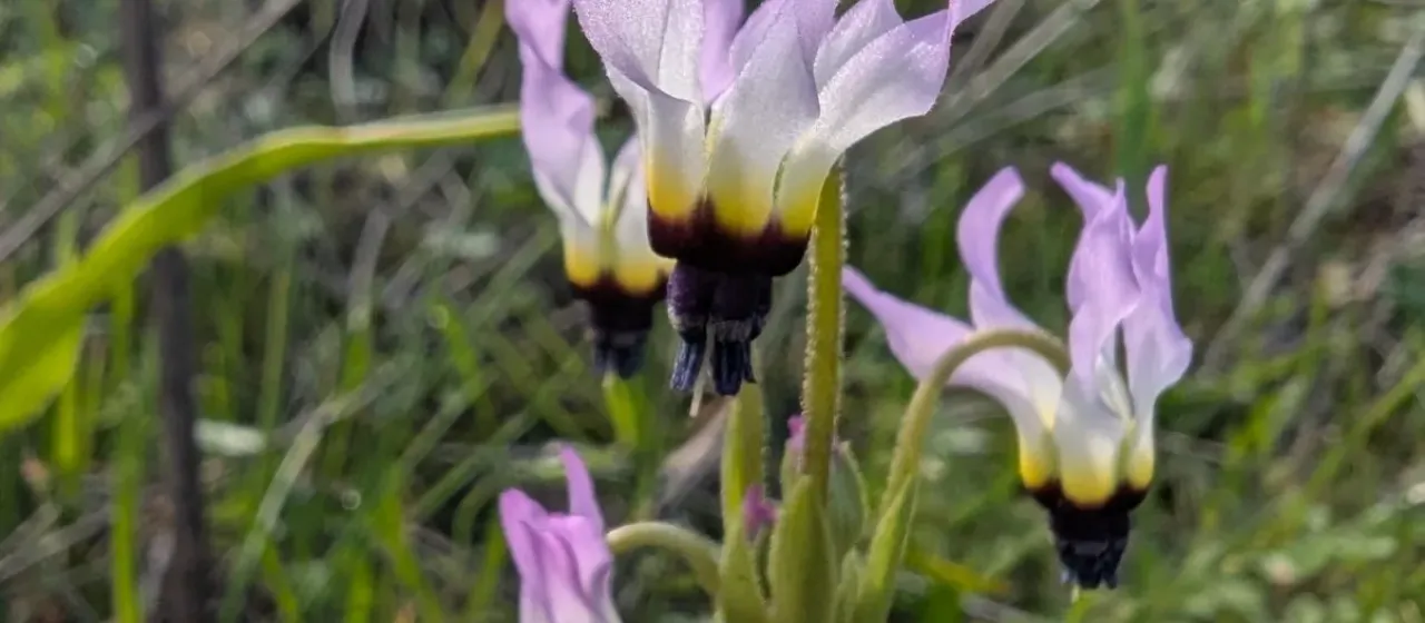 Dodecatheon