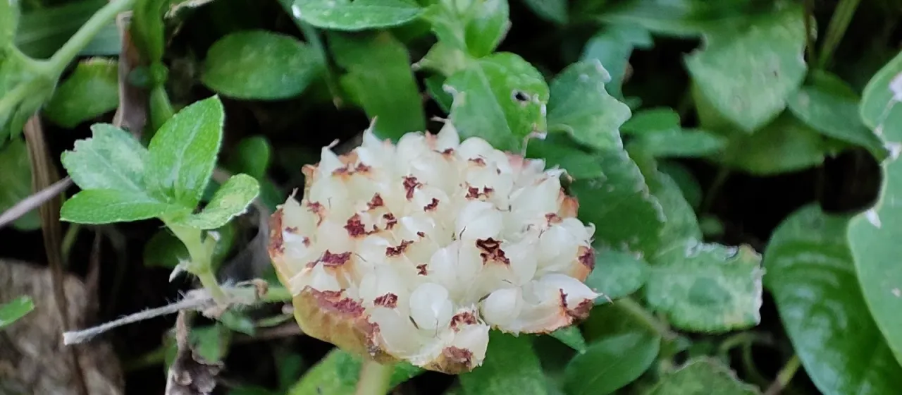 Dorstenia cayapia