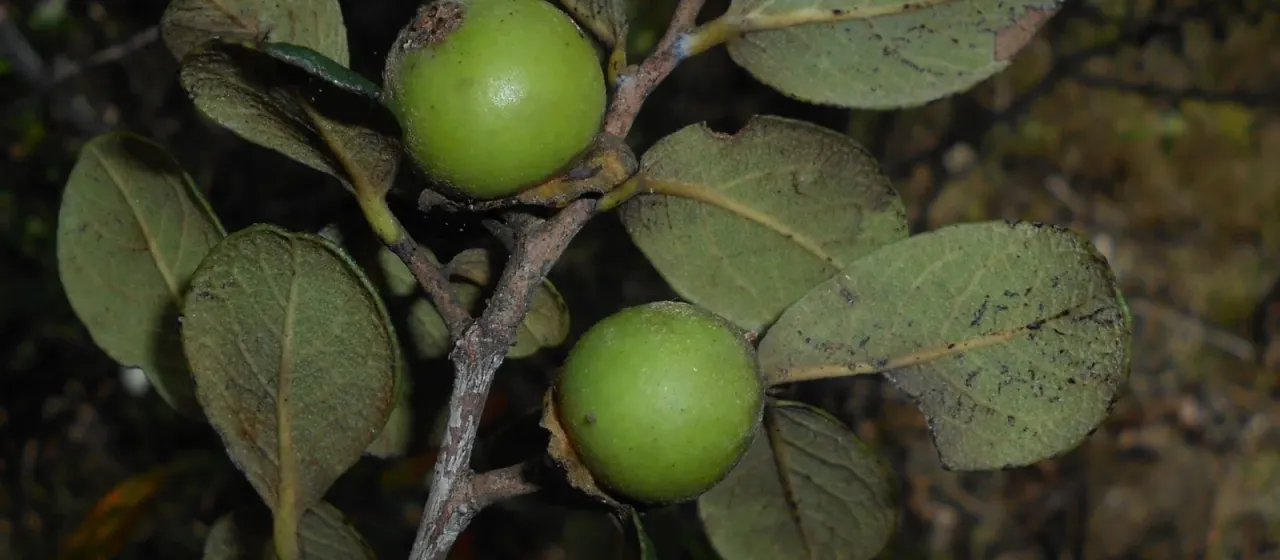 Diospyros crassinervis