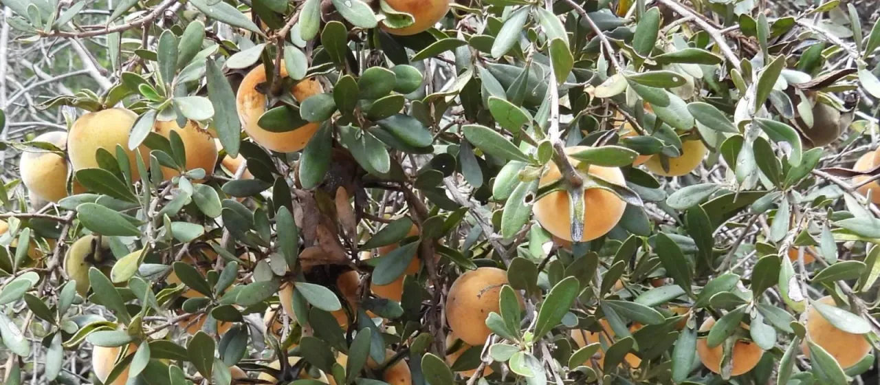 Diospyros dichrophylla
