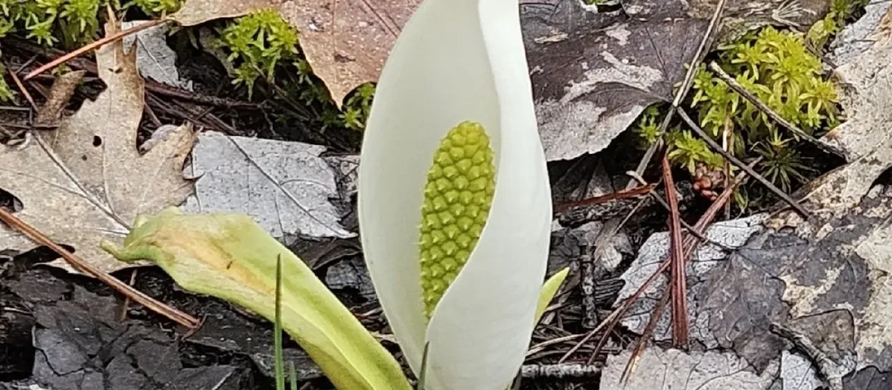 Bog Arum
