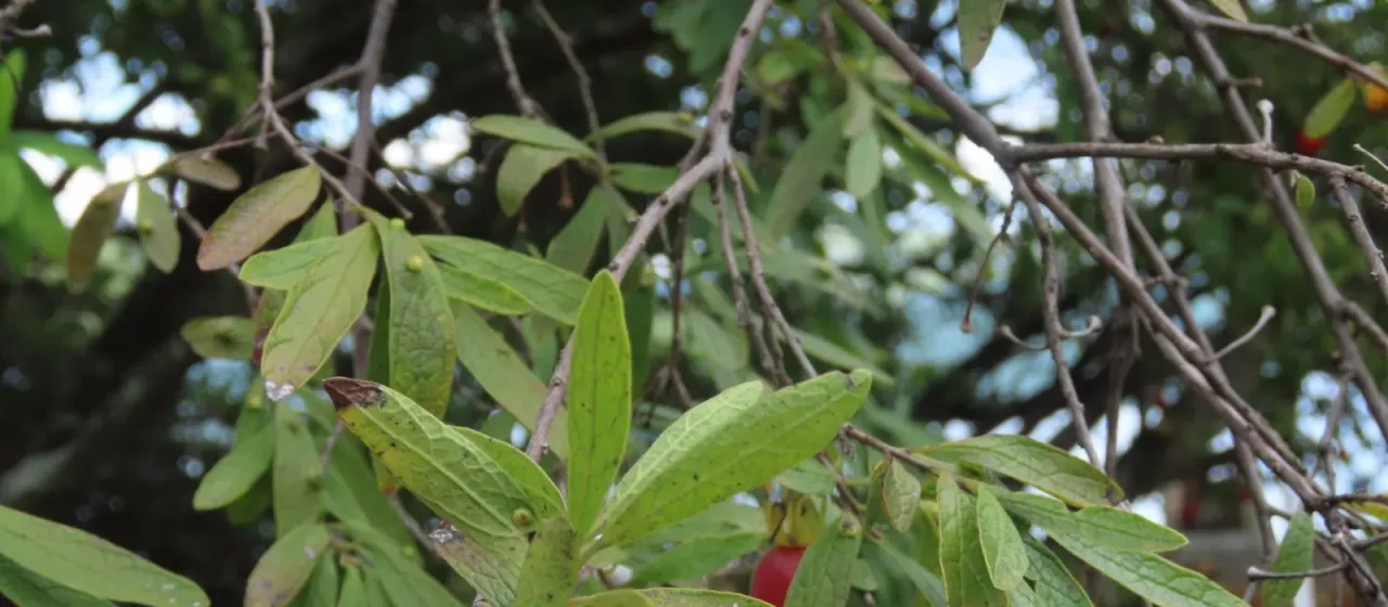 Lycium persimmon