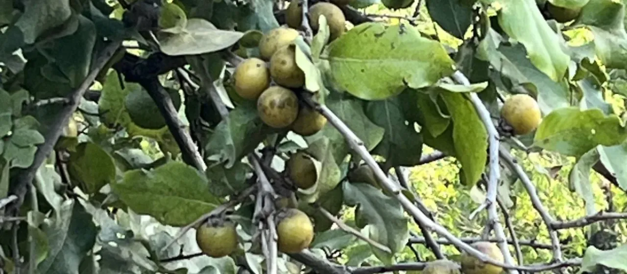 Coromandel ebony