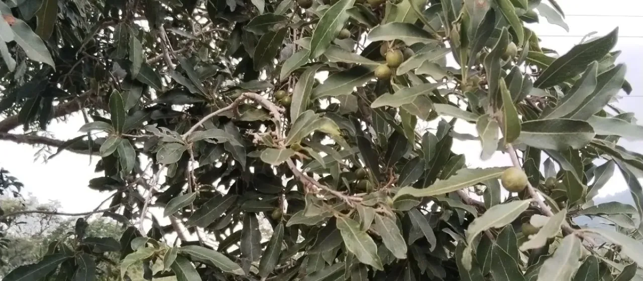 Jackal berry
