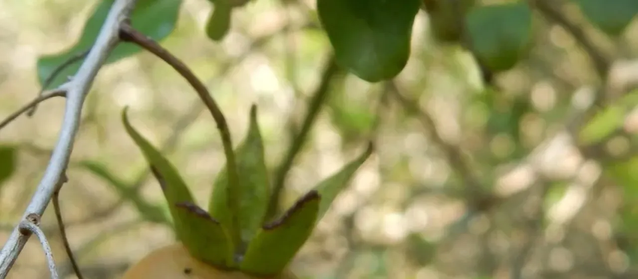 Simii persimmon