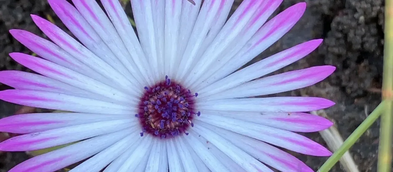 Cleretum clavatum