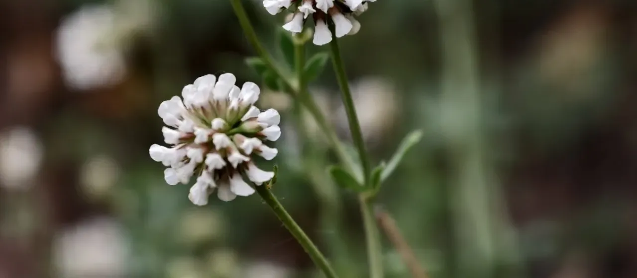 Dorycnium herbaceum