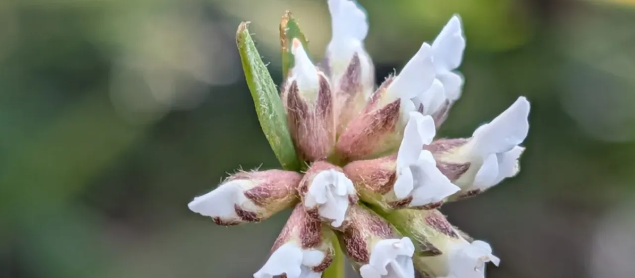 Dorycnium pentaphyllum