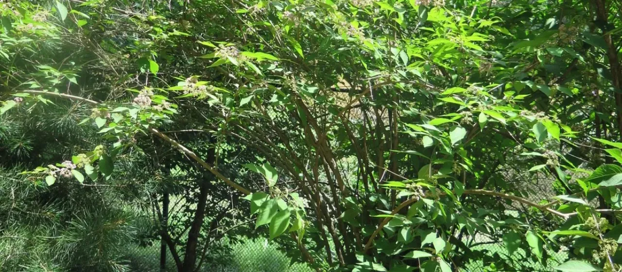 Bodinier's beautyberry