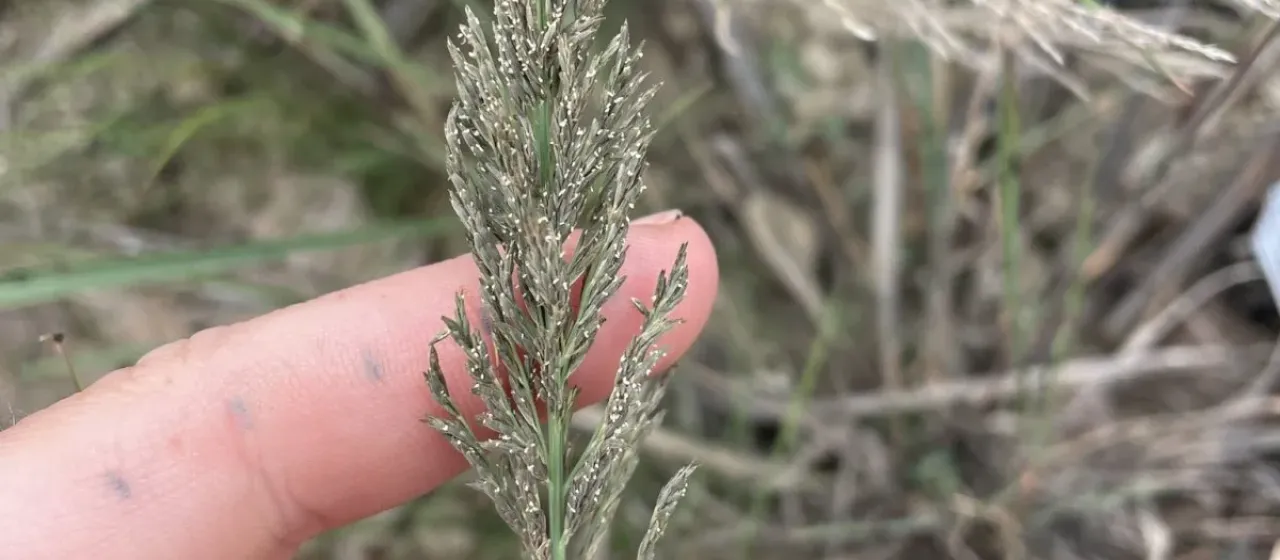 Brown beetle grass