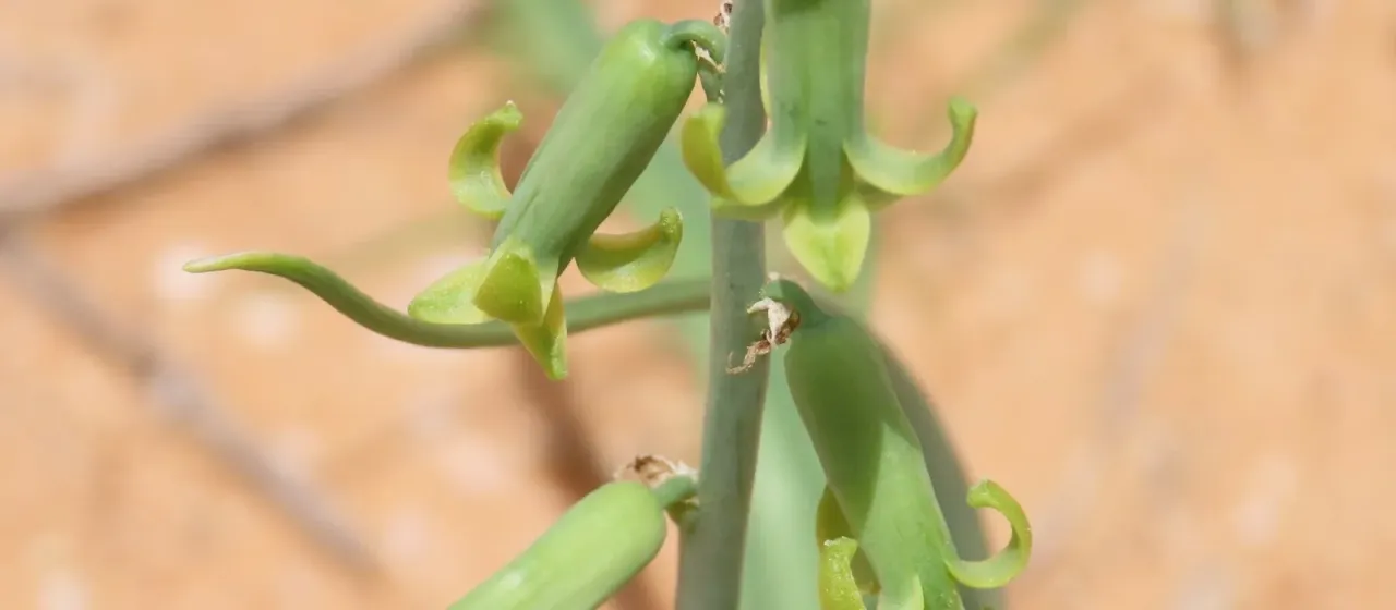Dipcadi glaucum