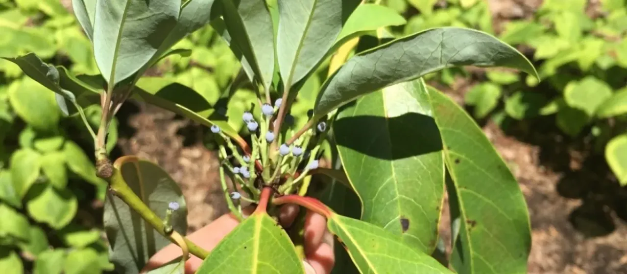 Daphniphyllum humile