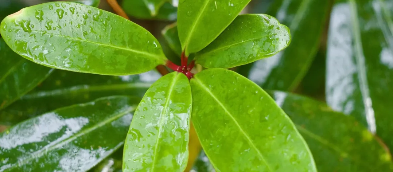 Daphniphyllum teijsmannii