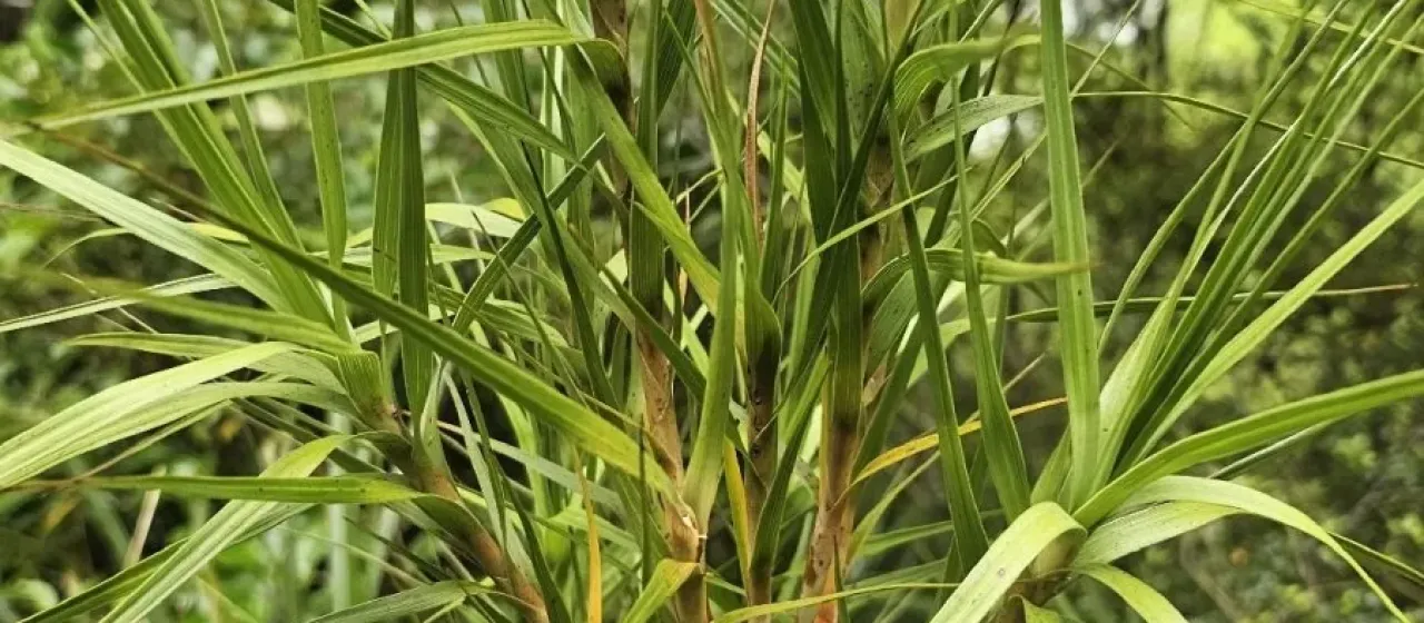 Dracophyllum longifolium
