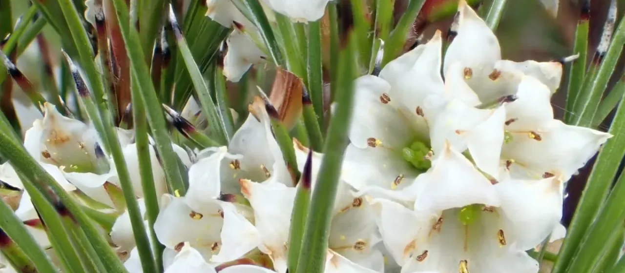 Dracophyllum paludosum