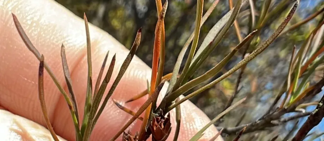 Dracophyllum subulatum
