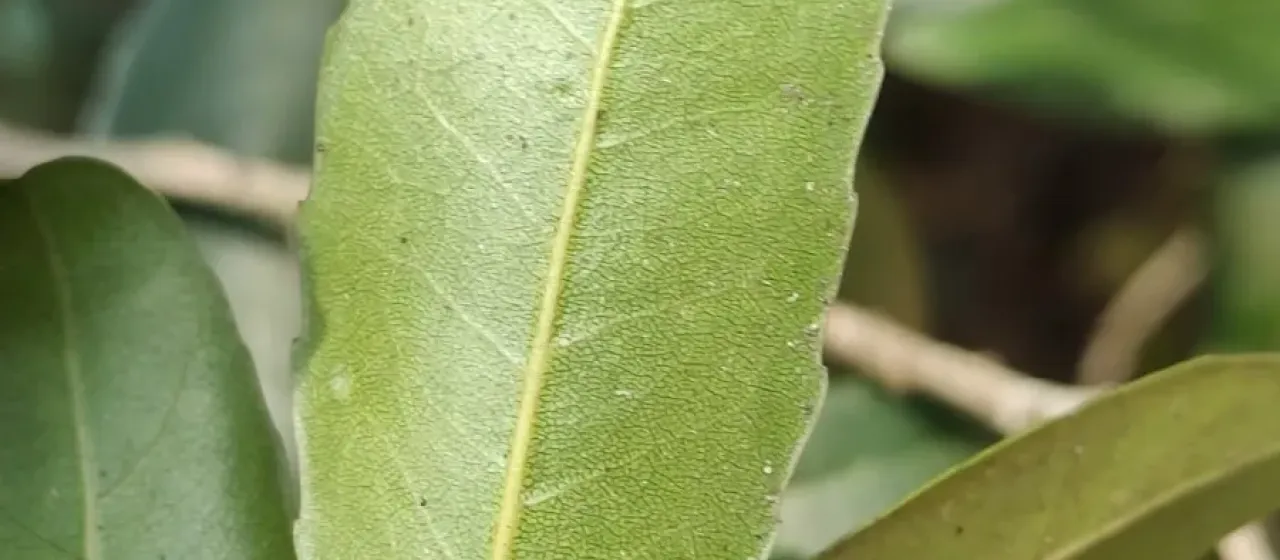 Drypetes sepiaria