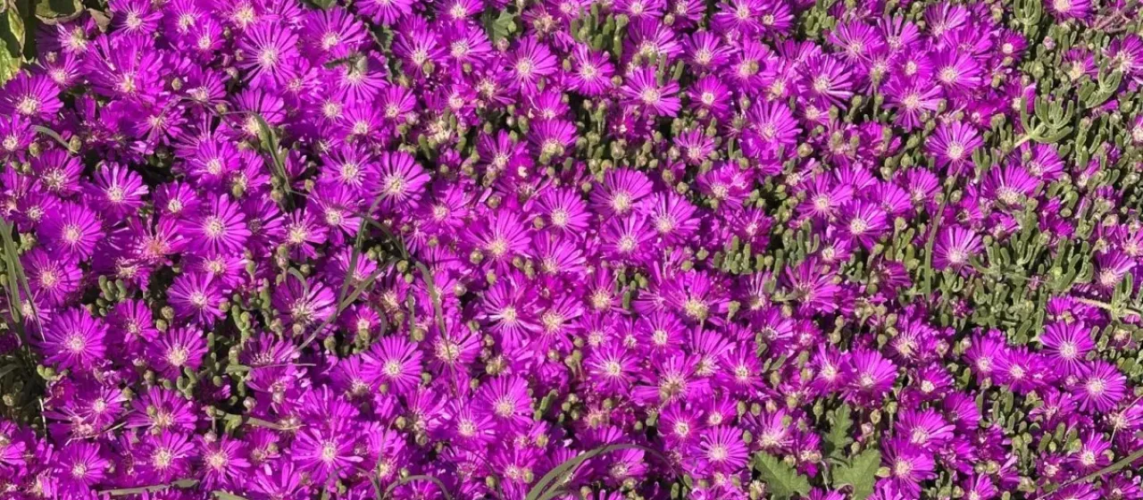 Drosanthemum floribundum