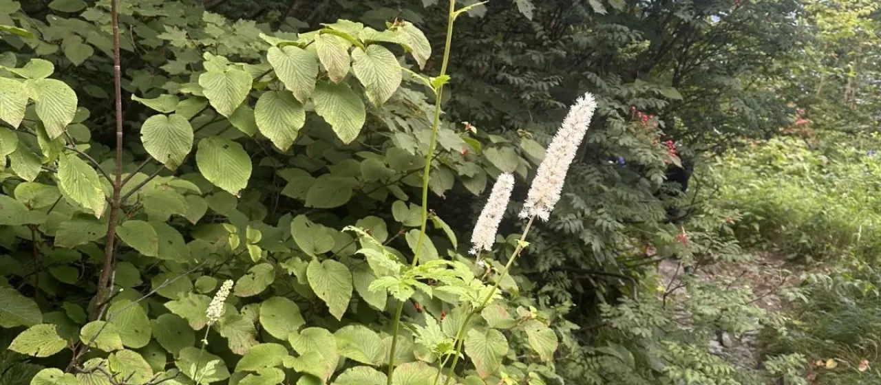 Cimicifuga simplex