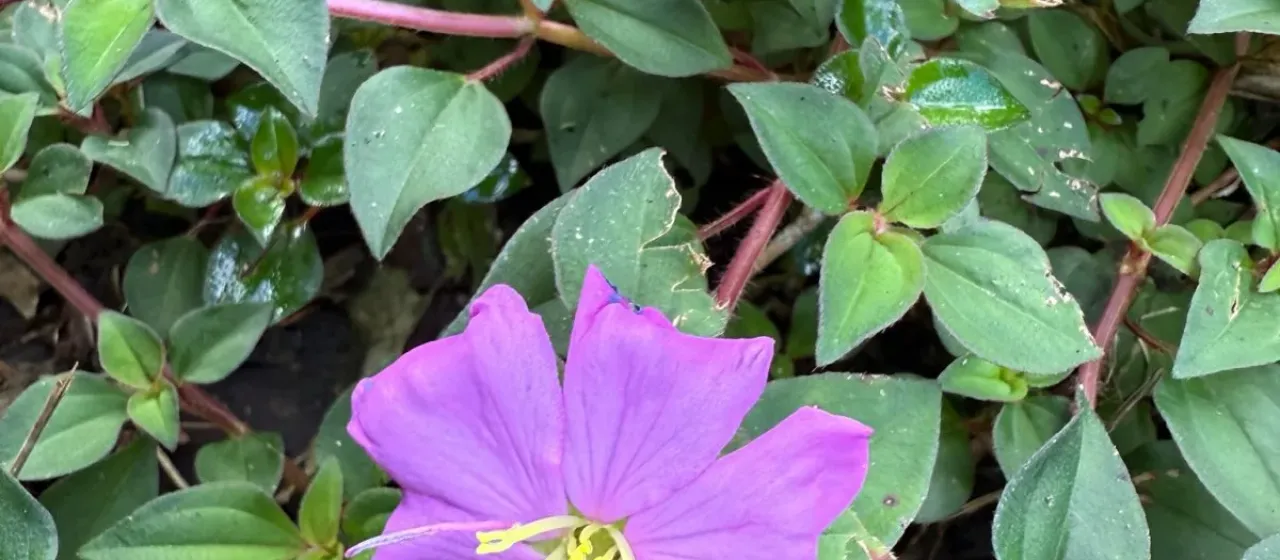 Dissotis rotundifolia