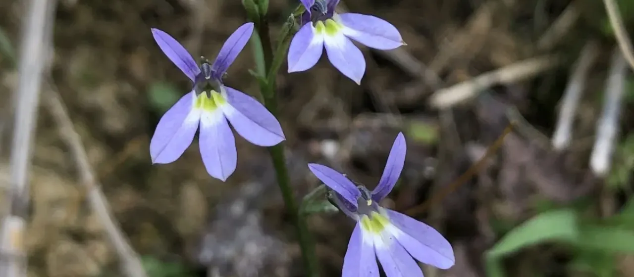 Diastatea micrantha
