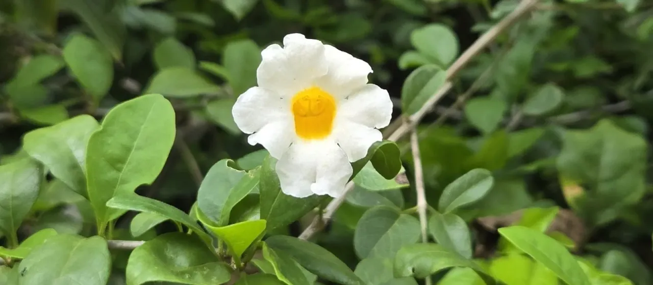 Distictis lactiflora