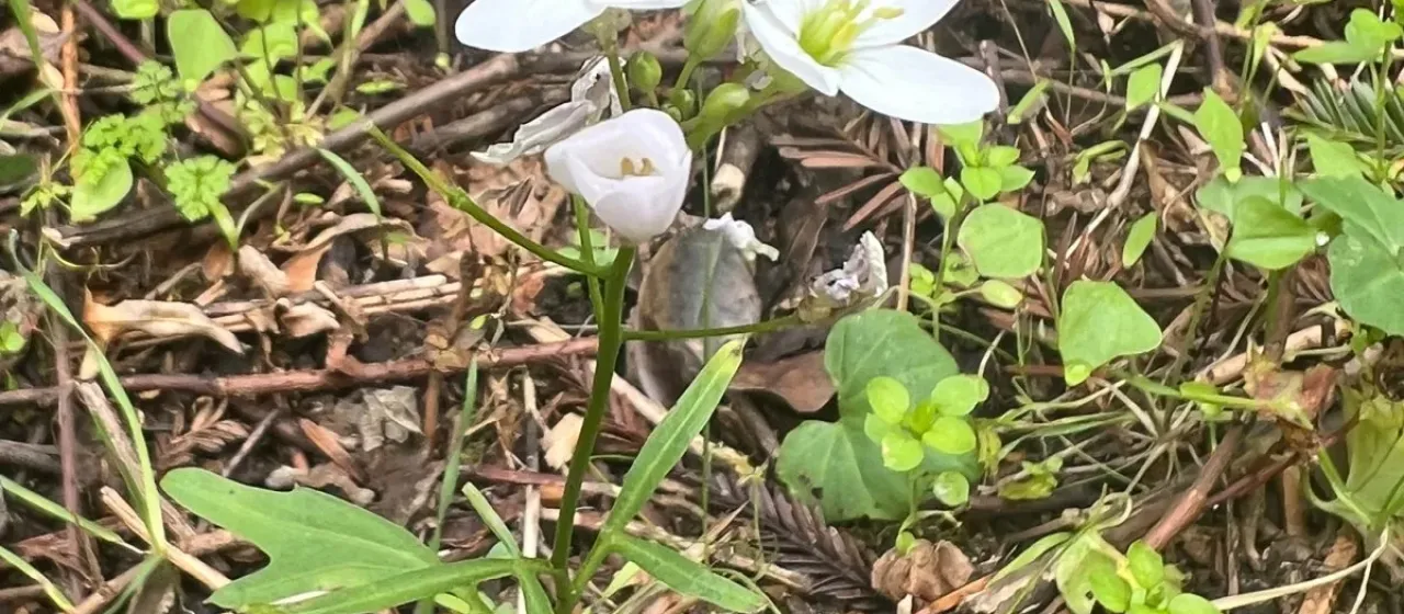 Dentaria