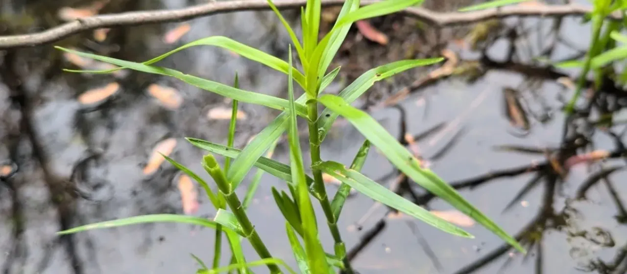 Three-way sedge
