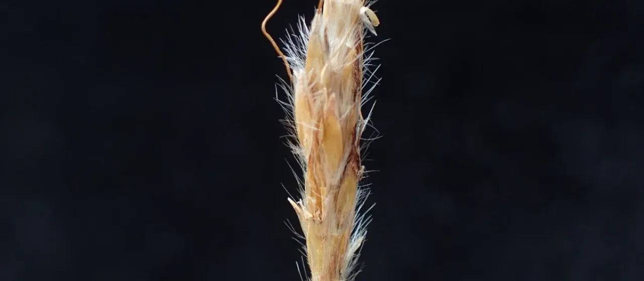 Eulalia villosa