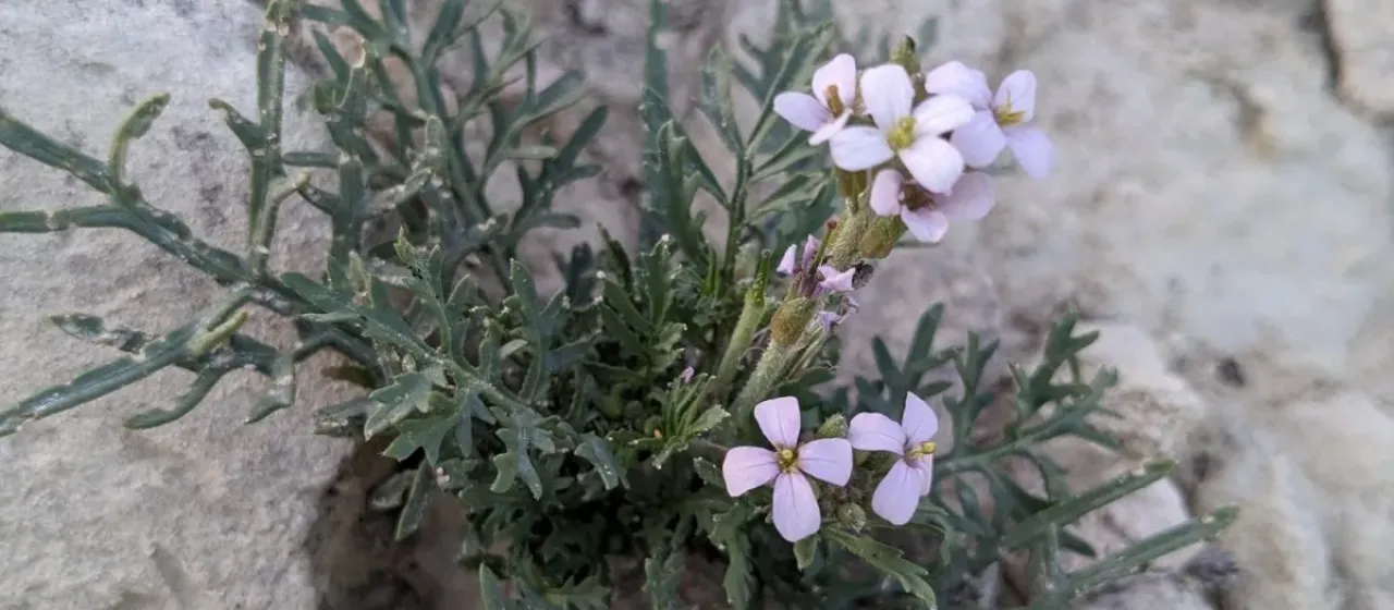 Erucaria hispanica