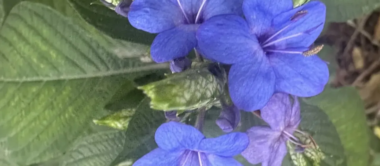Blue Sage