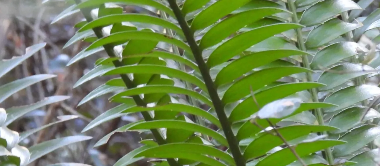 Altenstein's cycad
