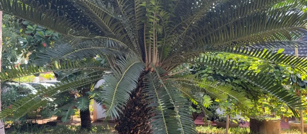 Encephalartos hildebrandtii