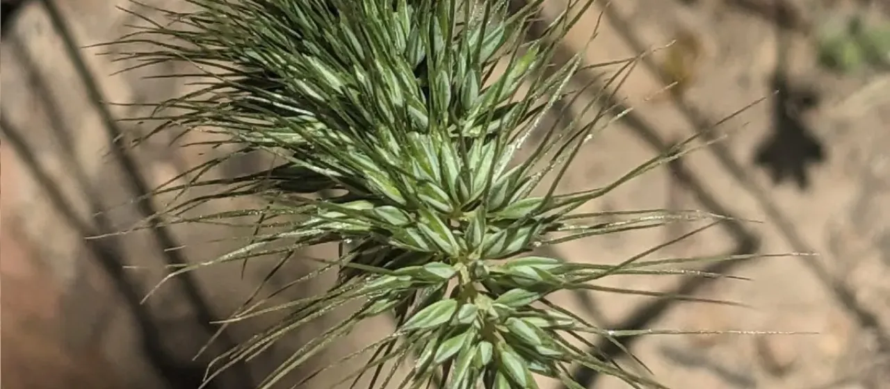 Hedgehog grass