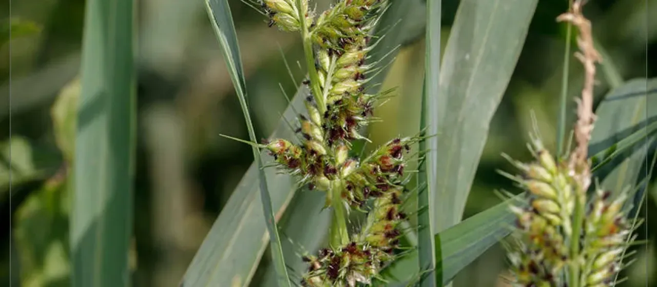 Aleman grass