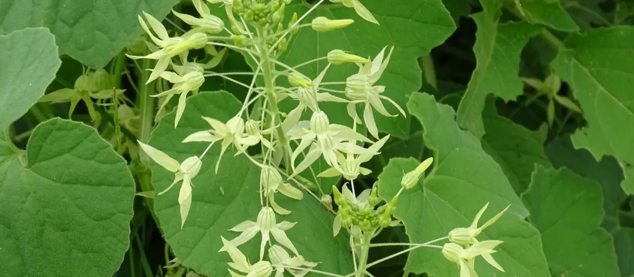 Echinocystis coulteri