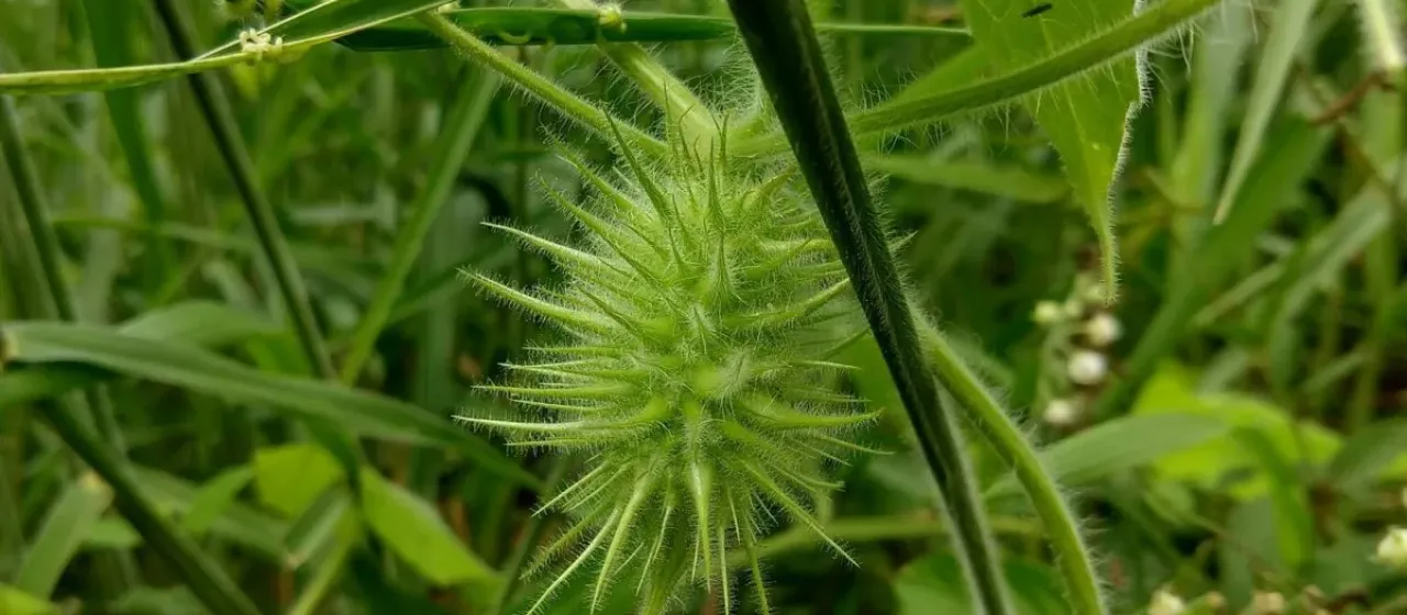 Woolly echinocystis