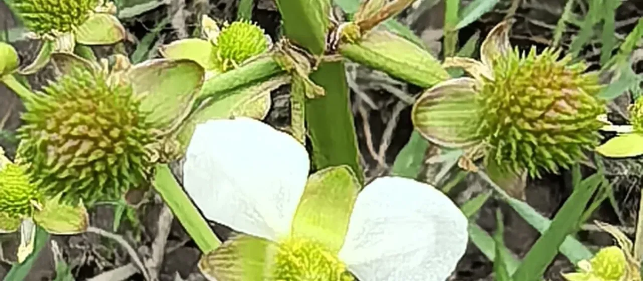 Echinodorus berteroi