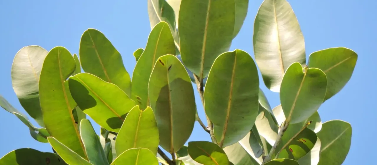 Brazilian Beautyleaf