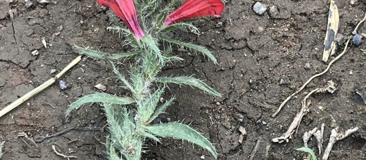 Echium horridum