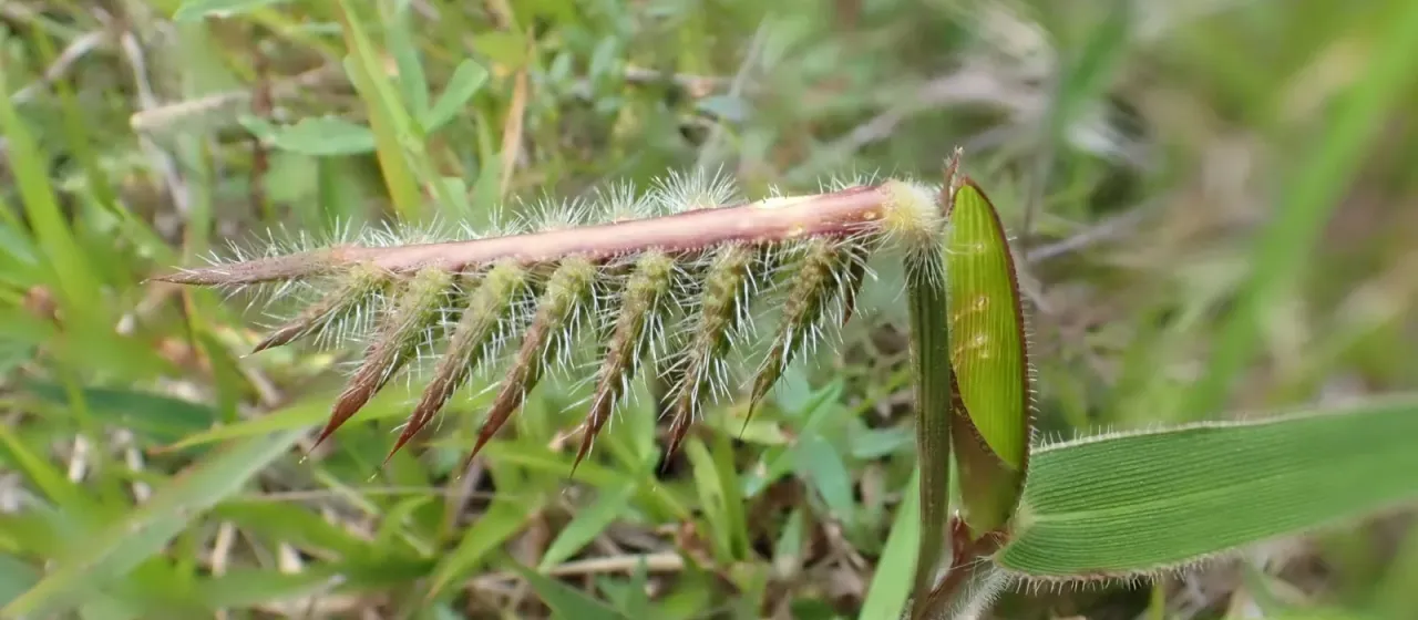 Echinolaena inflexa