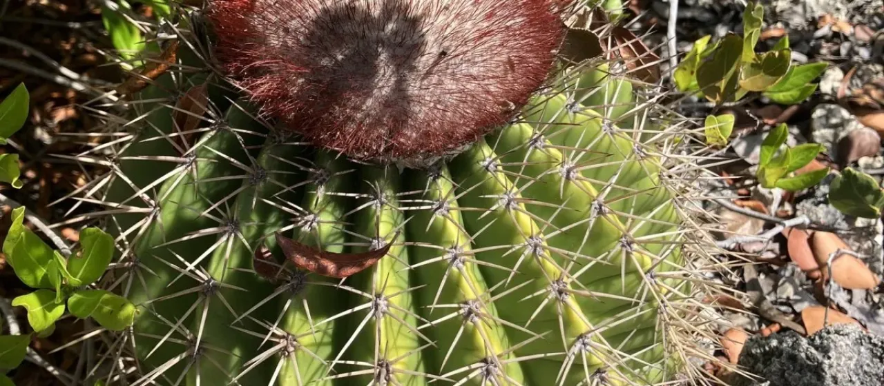 Melocactus intortus