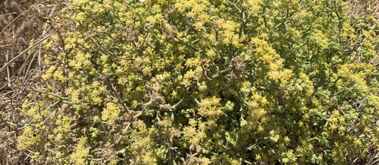 Echinophora sibthorpiana