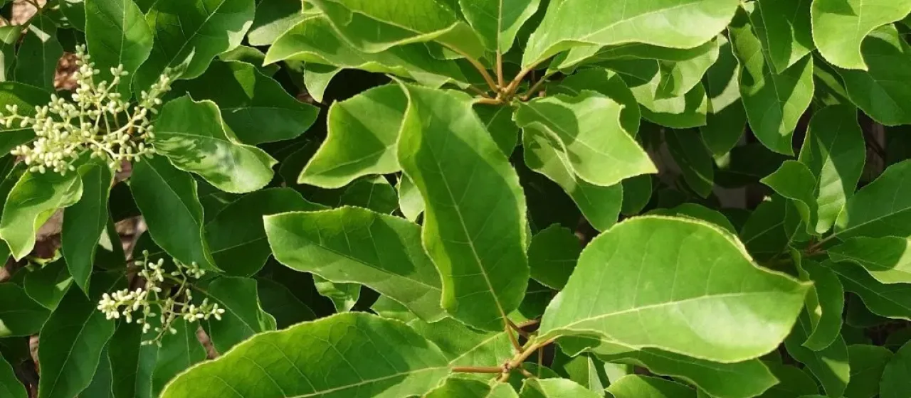 Koda wood