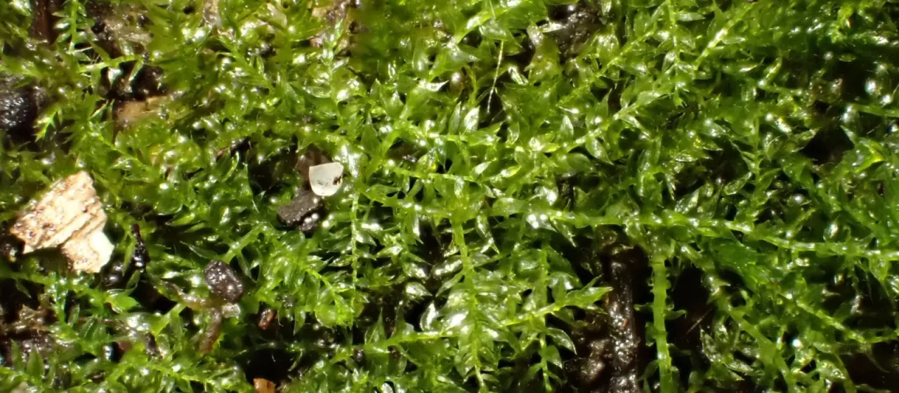 Eurhynchium swartzii
