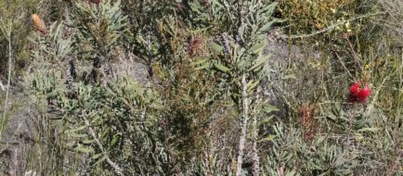 Glaucous bottlebrush