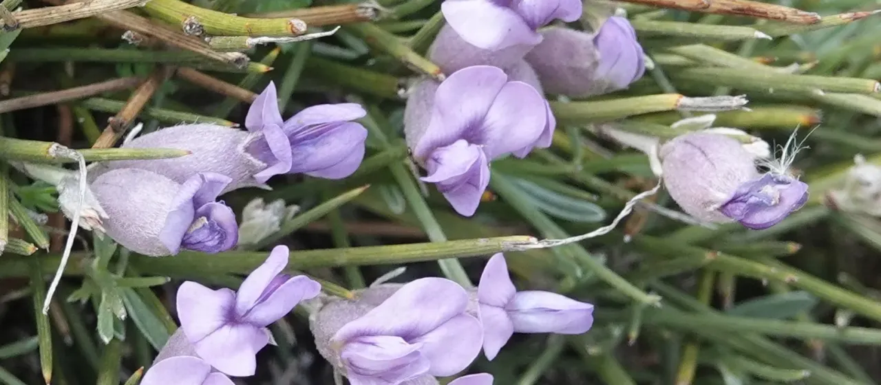 Эринацея колючая