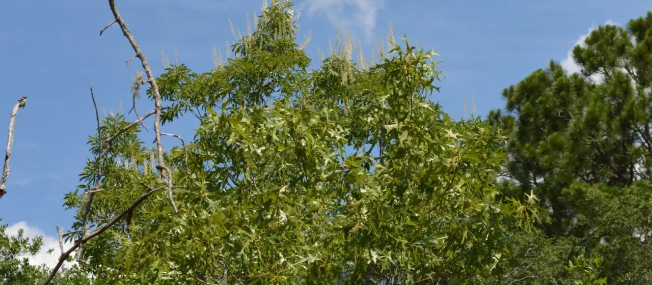 Elliottia racemosa