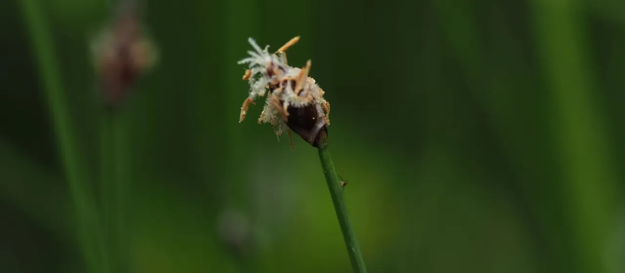 Needle spikerush