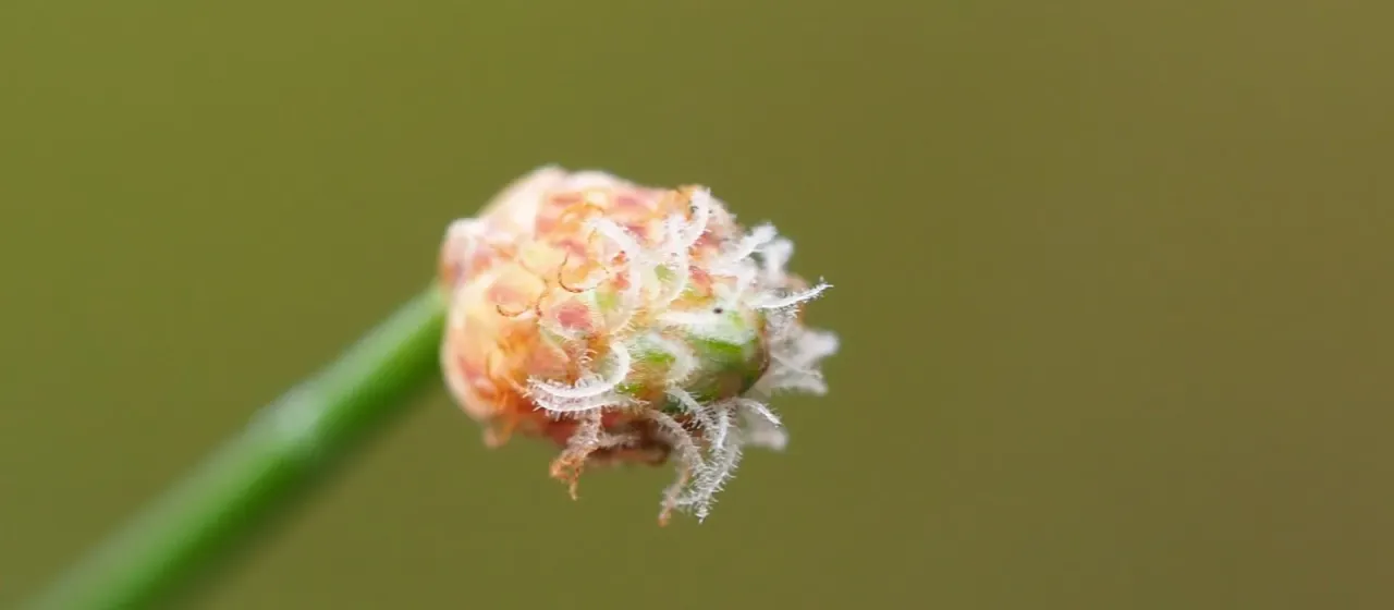 Spike rush